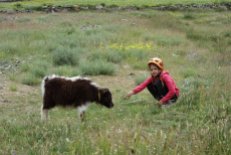 Petit dzo (croisement de yak et vache)